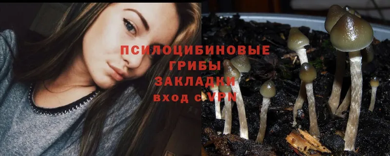 Галлюциногенные грибы Psilocybe  omg маркетплейс  Бикин  магазин  наркотиков 